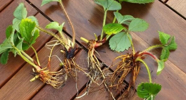 Nejlepší způsoby, jak správně udržovat jahodový knír před výsadbou